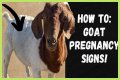 How To Know When Your GOAT Offer Is Accepted